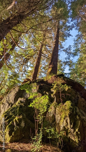 Old-growth forest, Kitimat, British Columbia, Canada	
