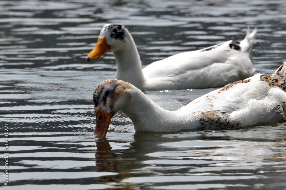Fototapeta premium duck on the water