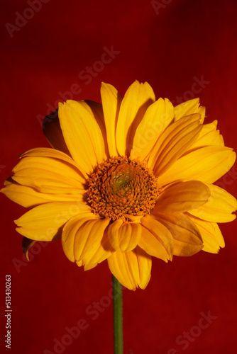 Yellow flower blossom close up botanical background heliopsis helianthoides family compositae big size metal prints high quality nature pictures