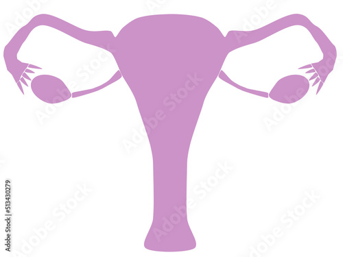 Human Uterus Anatomy HD Vector Art Illustration