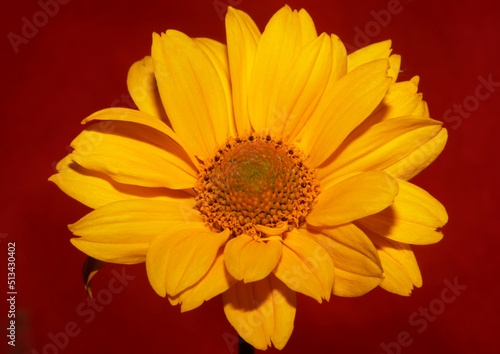 Yellow flower blossom close up botanical background heliopsis helianthoides family compositae big size metal prints high quality nature pictures