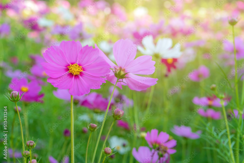 Cosmos colorful flower in the beautiful garden Cosmos colorful flower in the beautiful garden
