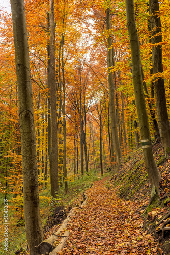 Herbstfarbener bunter Wald 1