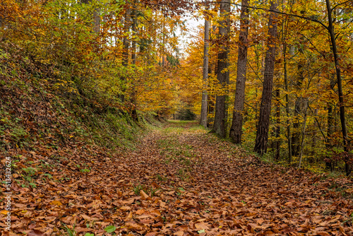 Fototapeta Naklejka Na Ścianę i Meble -  Herbstfarbener bunter Wald und Weg