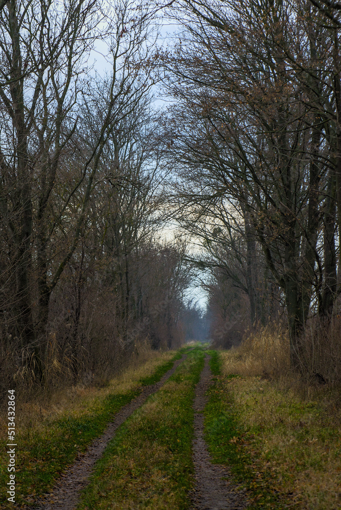 Herbstlicher Wald mit Weg 2 Herbstlicher Wald mit Weg 2