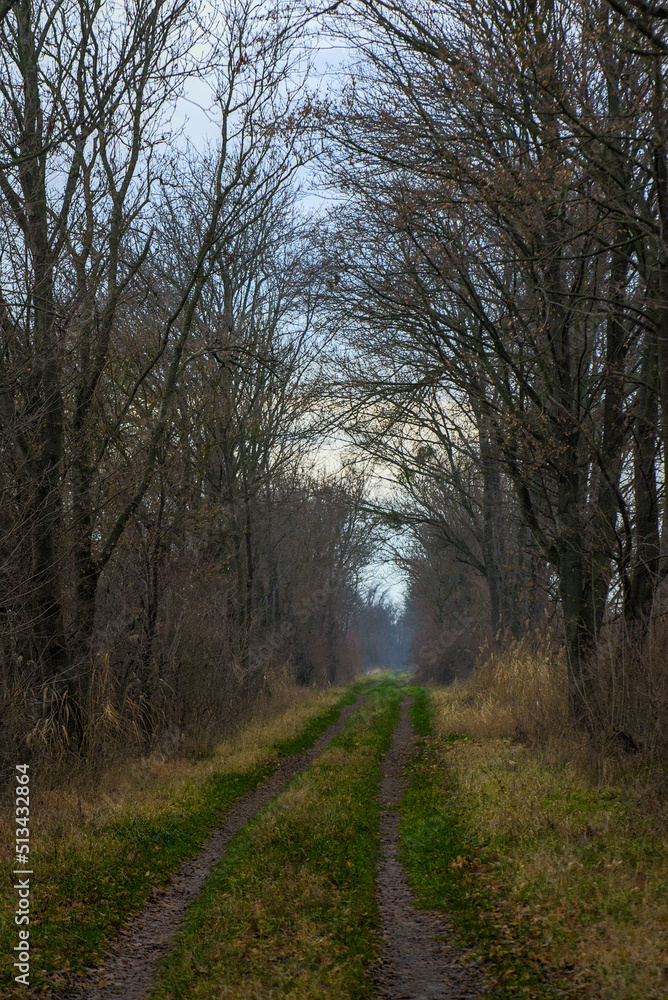 Herbstlicher Wald mit Weg 2