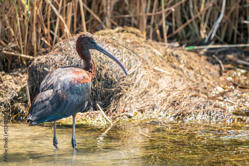 The glossy ibis, latin name Plegadis falcinellus, searching for food in the shallow lagoon.