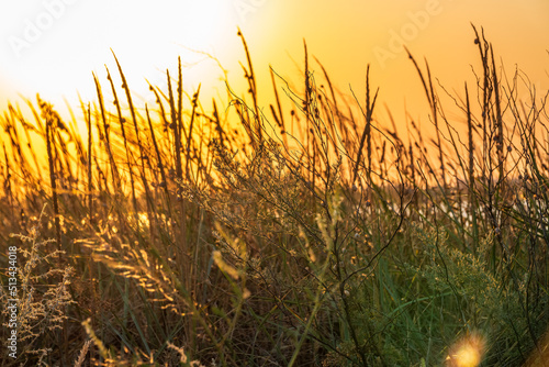 Yellow reed in the field. Bright natural background with sunset. Selective soft focus of beach dry grass and reeds