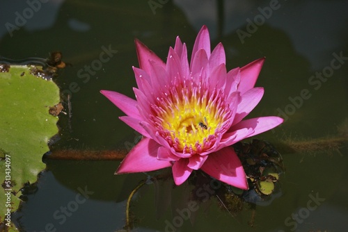 purple lotus flower in the middle of the pool