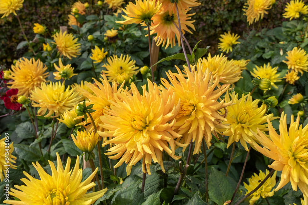 Dahlia, also called Asteraceae, family of dicotyledonous yellow flower in the flowerbed Dahlia, also called Asteraceae, family of dicotyledonous yellow flower in the flowerbed
