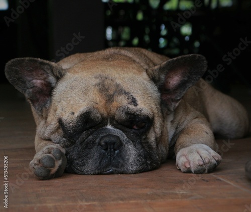 cute little dog
