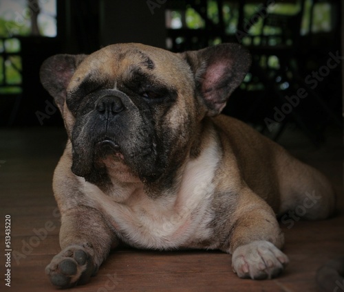 cute little dog