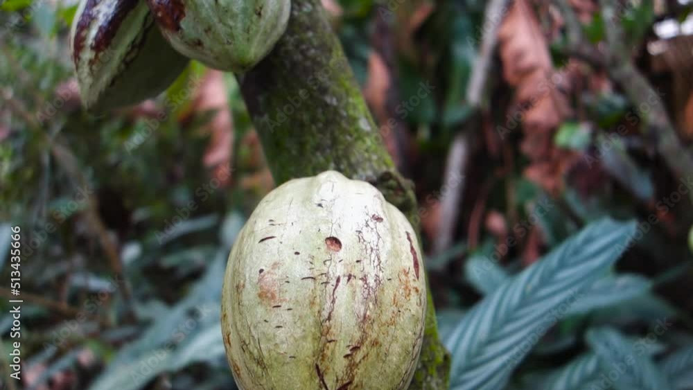 cacao tree with Cocoa fruits on the forest, chocolate ingredient. Close up view cacao tree with Cocoa fruits on the forest, chocolate ingredient. Close up view