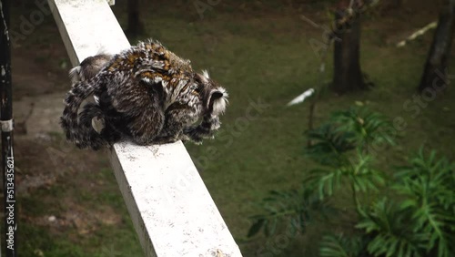 two curious marmosets brazilian monkeys staring around photo