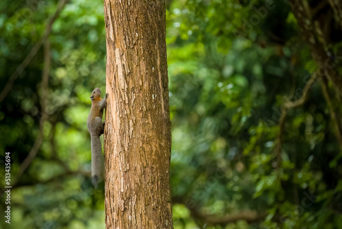 Grey red squirrel climbing tree trunk medium close up in Koh Yai Noi, Phuket, Thailand