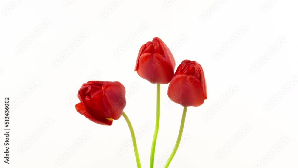 Beautiful red tulip flowers background. Beautiful bouquet of Red tulips on a white background. Timelapse of red tulip flowers opening. Springtime. Mother's day, Holiday, Love, birthday, Easter backgro Beautiful red tulip flowers background. Beautiful bouquet of Red tulips on a white background. Timelapse of red tulip flowers opening. Springtime. Mother's day, Holiday, Love, birthday, Easter backgro