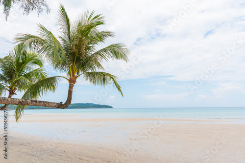 coconut tree on the sand beach © kwanchaift