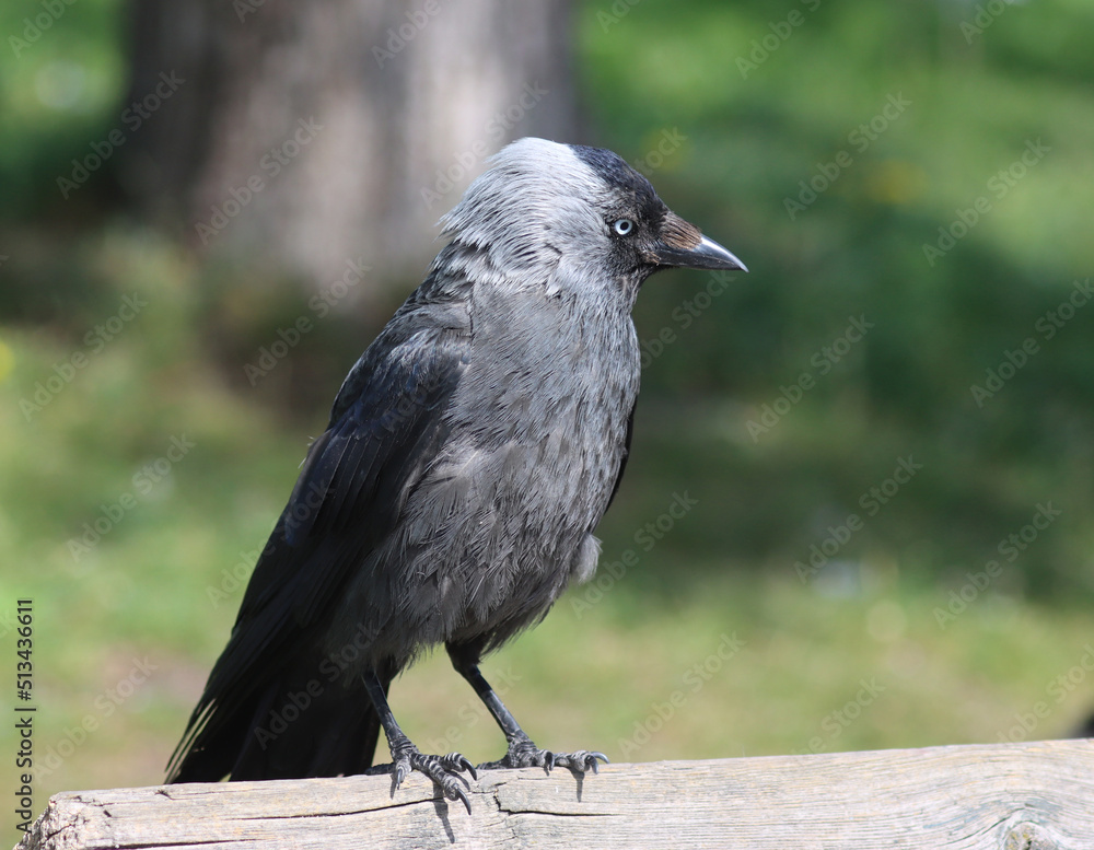 Fototapeta premium jackdaw