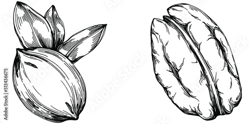 Pecan hand-drawn Vector Illustration isolated on white background. Retro style farm product for restaurant menu, market label, logo, emblem and kitchen design. Decoration for food packaging.