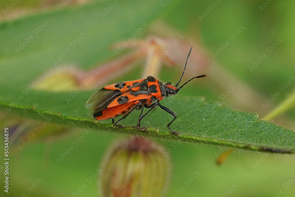 Selective focus closeup on a brilliant red Cinnamon plant bug, Corizus hyoscyam sitting against a green soft background Selective focus closeup on a brilliant red Cinnamon plant bug, Corizus hyoscyam sitting against a green soft background