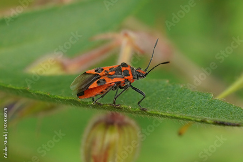 Selective focus closeup on a brilliant red Cinnamon plant bug, Corizus hyoscyam sitting against a green soft background © Henk