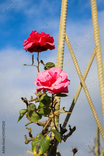 Fotografie, Obraz pink roses on arbour