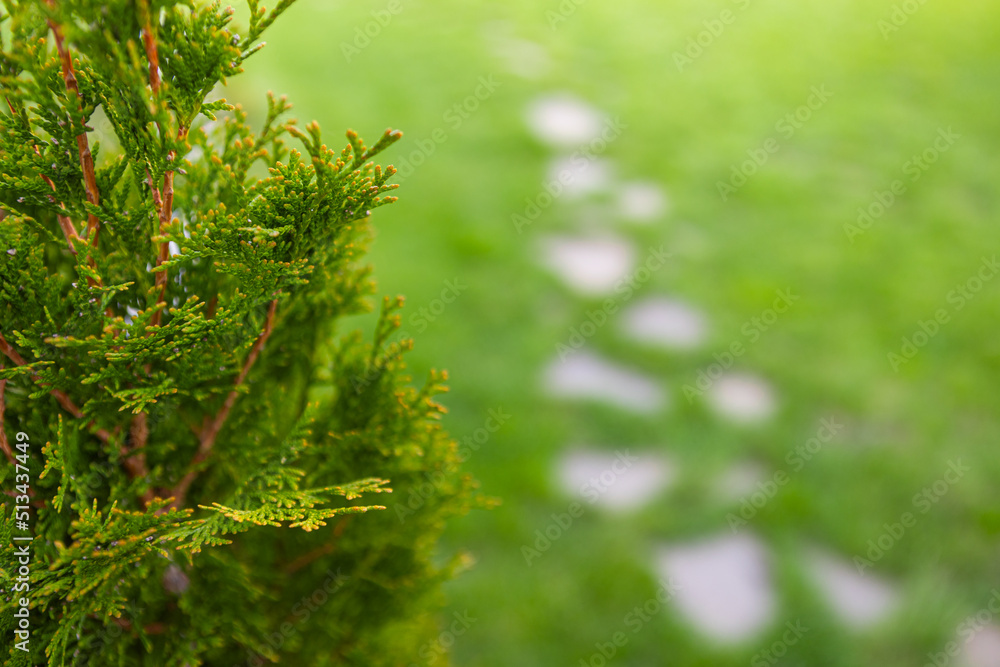 spring, beautiful branch with young leaves against the background of a green lawn spring, beautiful branch with young leaves against the background of a green lawn