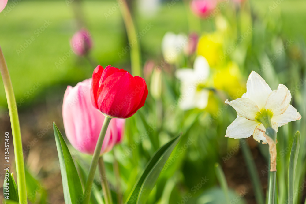 beautiful colored tulips in a flower bed in the garden, garden landscaping. Spring beautiful colored tulips in a flower bed in the garden, garden landscaping. Spring