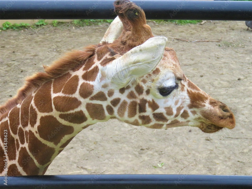 Obraz premium キリンの横顔