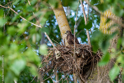 Young Common Buzzard in the nest in a poplar. Buteo buteo.