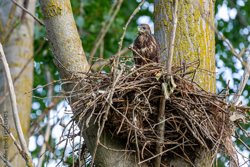 Young Common Buzzard on nest in a poplar tree looking straight ahead. Buteo buteo.