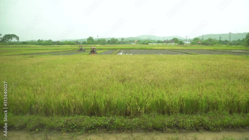 Harvest land, rice field in northern of Thailand Farmer rushed to harvest before the heavy rain Harvest land, rice field in northern of Thailand Farmer rushed to harvest before the heavy rain