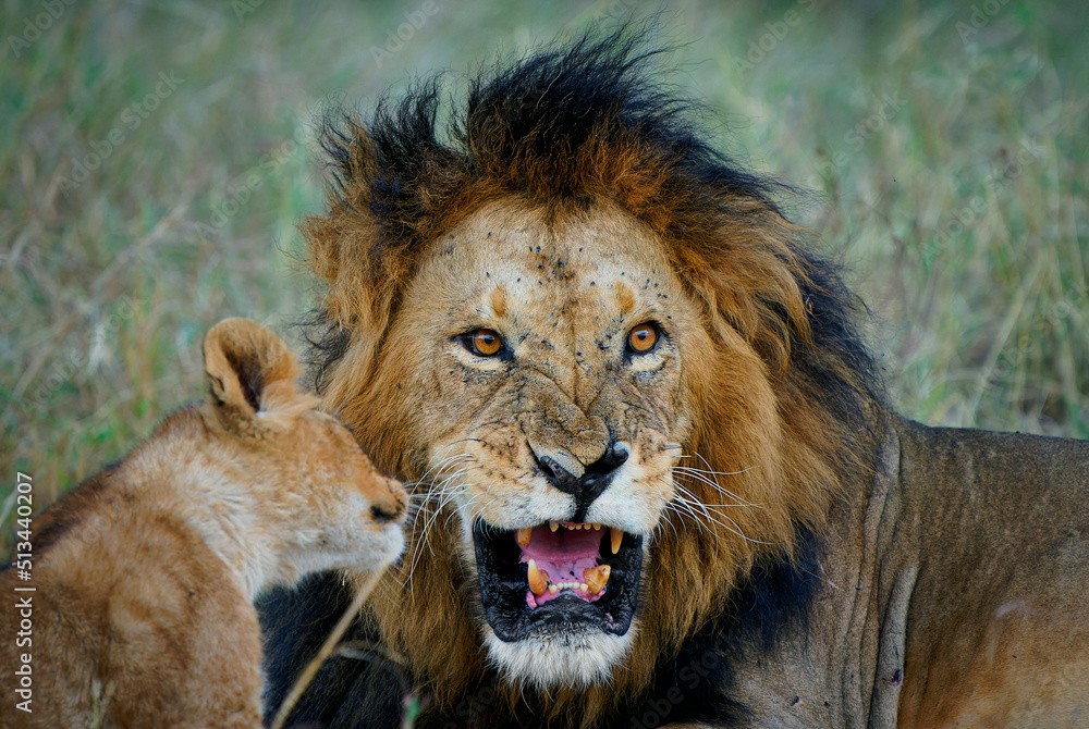 Fototapeta premium Lion - Panthera leo king of the animals. Education by father, the biggest african cat laying and its kittens play in the bush in Masai Mara National Park in Kenya Africa. Big and small lions