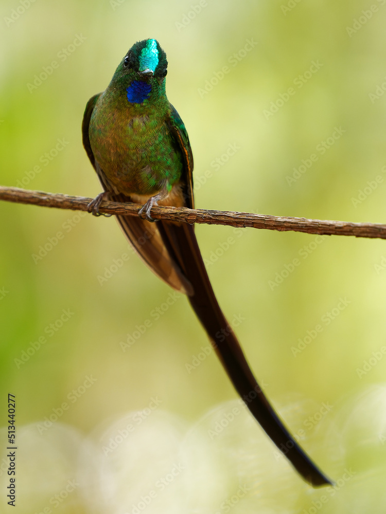 Violet-tailed Sylph - Aglaiocercus coelestis hummingbird in coquettes, tribe Lesbiini of Lesbiinae, found in Colombia and Ecuador, very long blue color tail, bird of bright colors