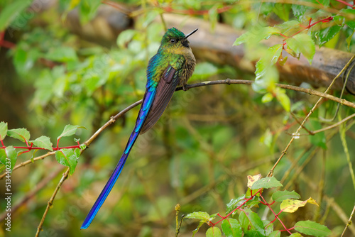 Photos Violet-tailed Sylph - Aglaiocercus coelestis hummingbird in coquettes, tribe Les