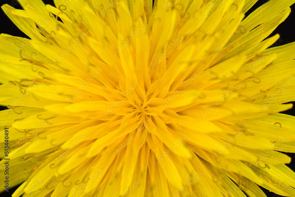 Macro of a large yellow dandelion close-up with a blooming flower Bud. Bright and beautiful Bud of a young dandelion. Spring flowering of wild flowers. The beautiful grass. Petals close-up. Macro of a large yellow dandelion close-up with a blooming flower Bud. Bright and beautiful Bud of a young dandelion. Spring flowering of wild flowers. The beautiful grass. Petals close-up.