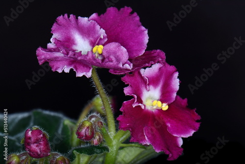 Violet Saintpaulias flowers commonly known as African violets Parma violets close up isolated colored bokeh background. photo