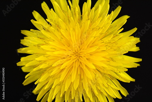 Macro of a large yellow dandelion close-up with a blooming flower Bud. Bright and beautiful Bud of a young dandelion. Spring flowering of wild flowers. The beautiful grass. Petals close-up. 