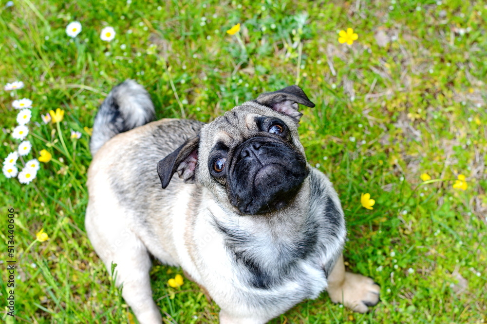 Healthy purebred dog photographed outdoors in the nature on a sunny day. Puppy pug dog. Puppy mops. Healthy purebred dog photographed outdoors in the nature on a sunny day. Puppy pug dog. Puppy mops.