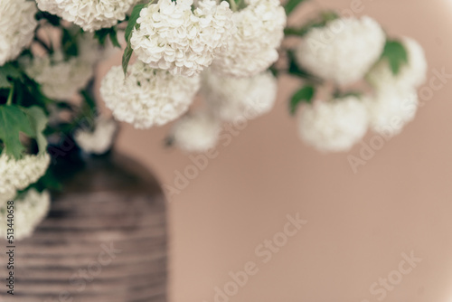 blooming viburnum buldenezh bouquet on beige background photo