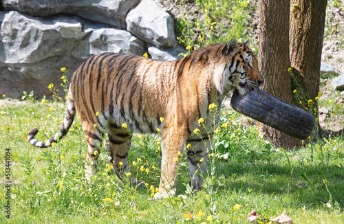 Photography Amour tiger playing with an old tire