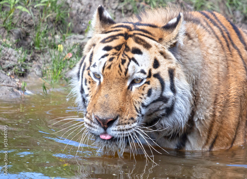 Amour tiger in the water  cooling down or playing