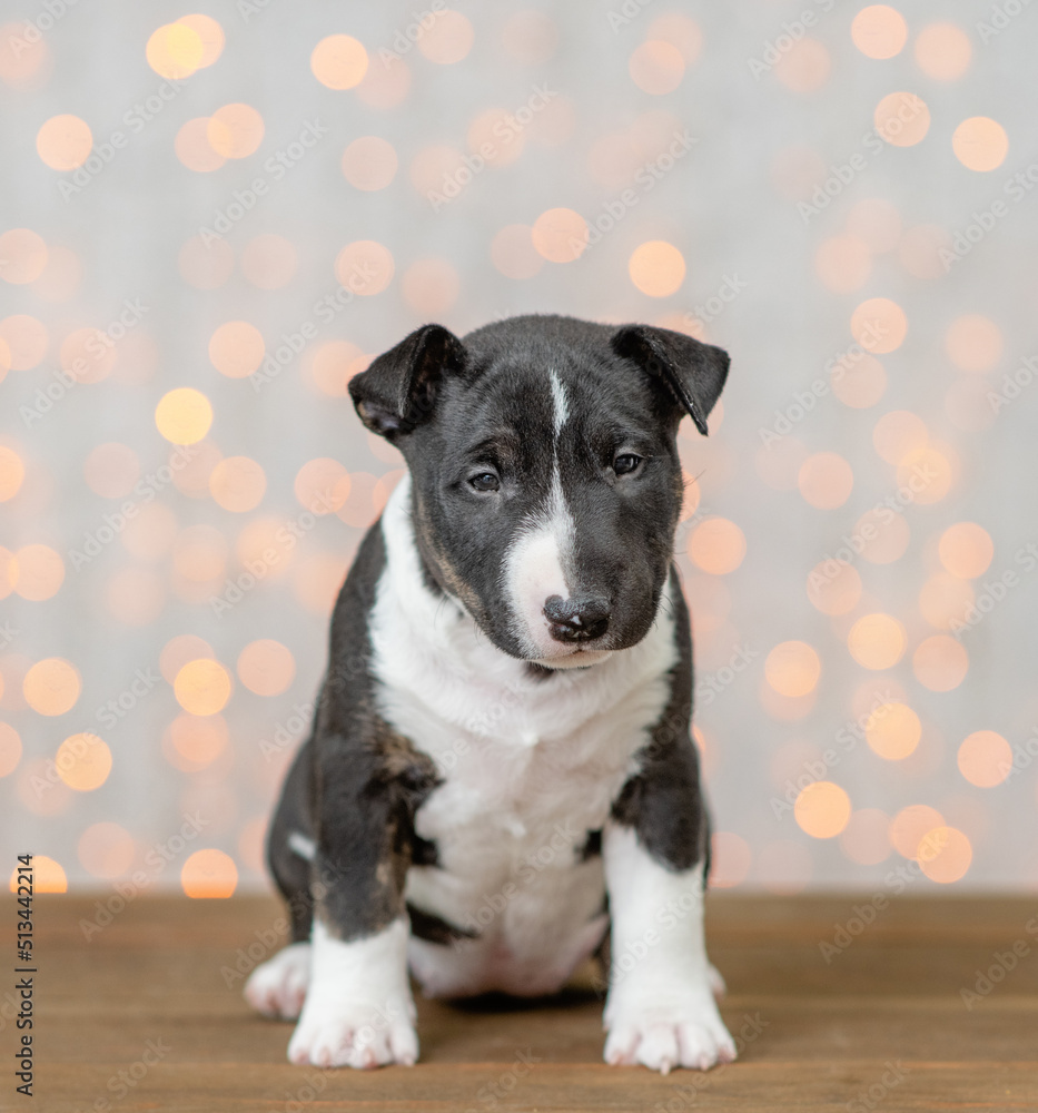 Portrait of a bull terrier puppy on festive background
