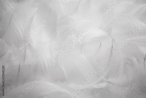 White Fluffly Feathers Texture Background 