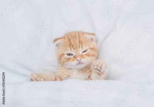 Sleepy ginger tabby fold kitten lying under white warm blanket on a bed at home. Top down view