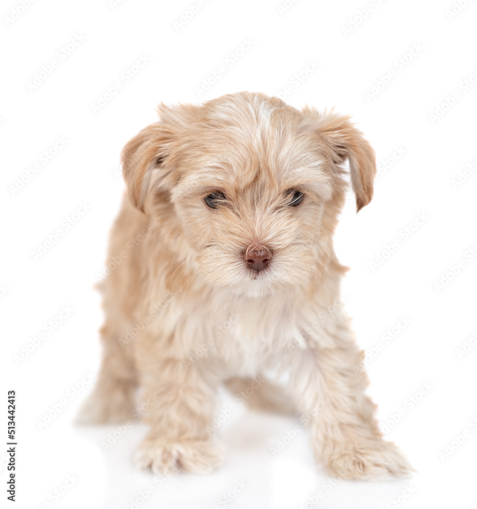 Goldust Yorkshire terrier puppy standing in front view. isolated on white background Goldust Yorkshire terrier puppy standing in front view. isolated on white background