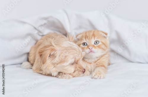 Sleepy Goldust Yorkshire terrier puppy and baby kitten lying together under warm white blanket on a bed at home