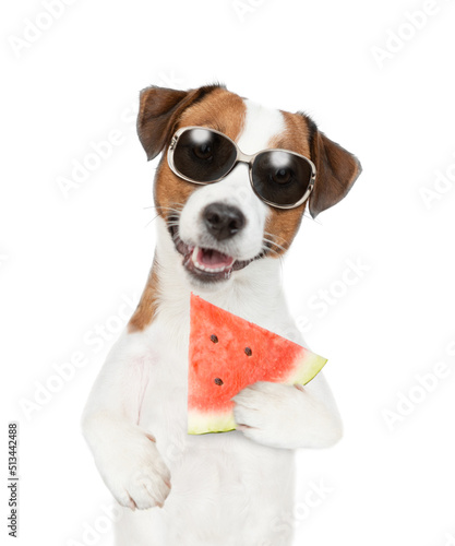 Jack russell terrier puppy  wearing sunglasses holds a watermelon in it paw.  isolated on white background © Ermolaev Alexandr