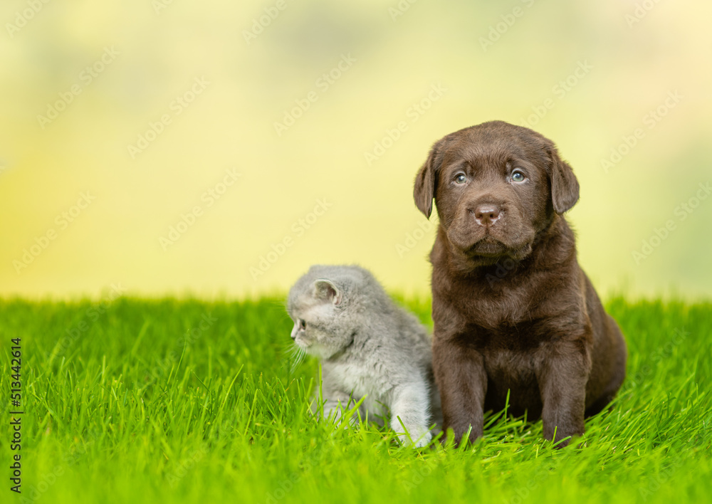 Young kitten and Chocolate Labrador Retriever puppy sit together on green summer grass. Kitten looks away on empty space