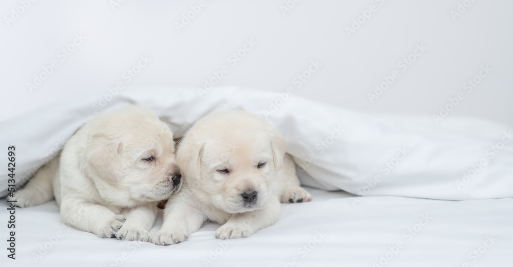 Two sleepy Golden retriever puppies lying under white warm blanket on a bed at home. Empty space for text